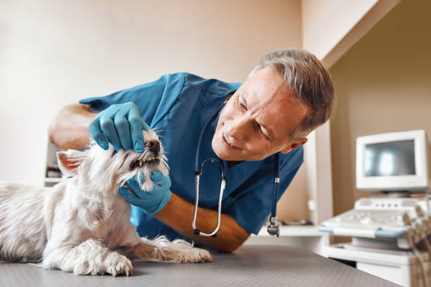 Best Weekend Emergency Dentist in Burnham, IL